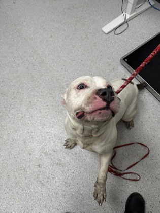 Shelter Stray Male Dog last seen Near Hillside St, Oakland,, 1101 29th Ave, Oakland, CA 94601, USA