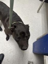 Shelter Stray Male Dog last seen 107th Ave, Oakland,, 1101 29th Ave, Oakland, CA 94601, USA