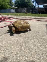 Lost Female Reptile last seen Palomar, Granada & Coronando, Riverside, CA 92504