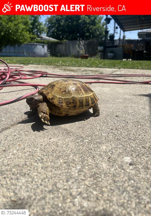 Lost Female Reptile last seen Palomar, Granada & Coronando, Riverside, CA 92504