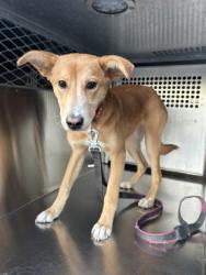 Shelter Stray Female Dog last seen Near OLD MANSFIELD RD, Central District, TX, 355 Hillshire Dr, Haslet, TX 76052, USA