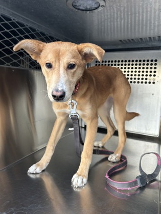 Shelter Stray Female Dog last seen Near OLD MANSFIELD RD, Central District, TX, 355 Hillshire Dr, Haslet, TX 76052, USA