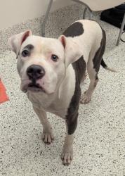 Shelter Stray Male Dog last seen Near Adair Ave SE, Atlanta, GA, 1251 Fulton Industrial Blvd NW, Atlanta, GA 30336, USA