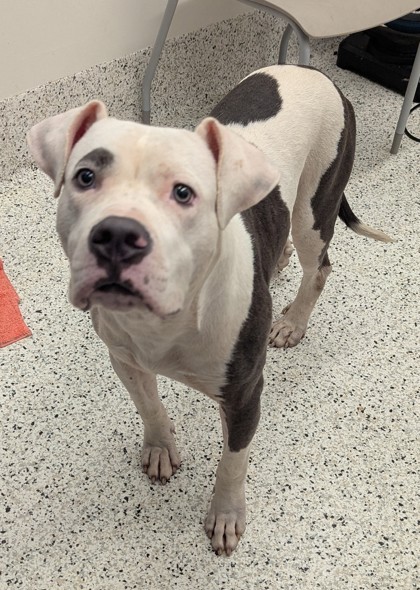 Shelter Stray Male Dog last seen Near Adair Ave SE, Atlanta, GA, 1251 Fulton Industrial Blvd NW, Atlanta, GA 30336, USA