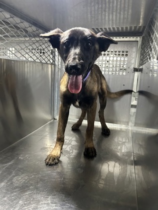 Shelter Stray Female Dog last seen Near Bridgewood Dr, East District, TX, 355 Hillshire Dr, Haslet, TX 76052, USA