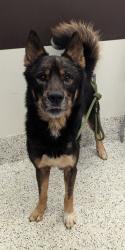 Shelter Stray Male Dog last seen Monroe Drive and Cresthill Ave, Atlanta, GA, 1251 Fulton Industrial Blvd NW, Atlanta, GA 30336, USA