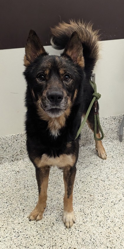 Shelter Stray Male Dog last seen Monroe Drive and Cresthill Ave, Atlanta, GA, 1251 Fulton Industrial Blvd NW, Atlanta, GA 30336, USA