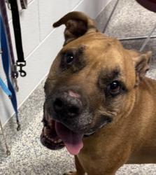 Shelter Stray Male Dog last seen Near Kipling, Wheat Ridge, CO, 80033, 580 McIntyre St, Golden, CO 80401, USA