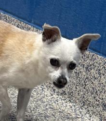Shelter Stray Unknown Dog last seen Near W Chatfield Avenue, Littleton, CO, 80123, 580 McIntyre St, Golden, CO 80401, USA