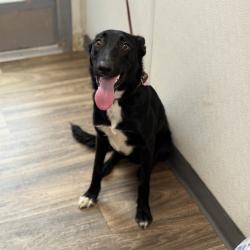Shelter Stray Male Dog last seen N Torrey Pines Road, San Diego, CA, 92037, 5500 Gaines St, San Diego, CA 92110, USA