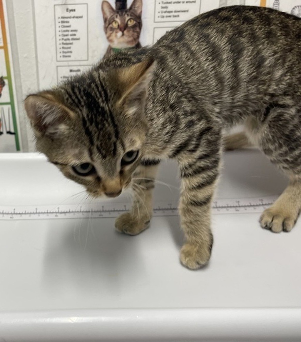 Shelter Stray Male Cat last seen Near Poway Road, Poway, CA, 92064, Escondido, CA 92027, USA