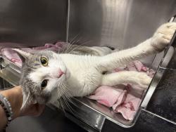 Shelter Stray Male Cat last seen E, NEW YORK, NY, 10029, 326 E 110th St, New York, NY 10029, USA
