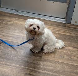 Shelter Stray Female Dog last seen Near Genesee Avenue, San Diego, CA, 92117, 5500 Gaines St, San Diego, CA 92110, USA