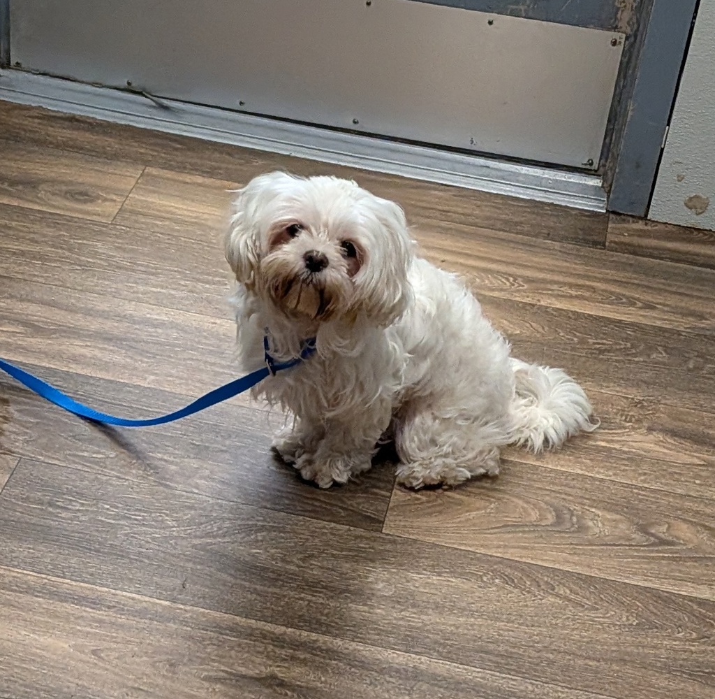 Shelter Stray Female Dog last seen Near Genesee Avenue, San Diego, CA, 92117, 5500 Gaines St, San Diego, CA 92110, USA