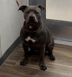 Shelter Stray Male Dog last seen Not Provided., El Cajon, CA, 92020, 5500 Gaines St, San Diego, CA 92110, USA