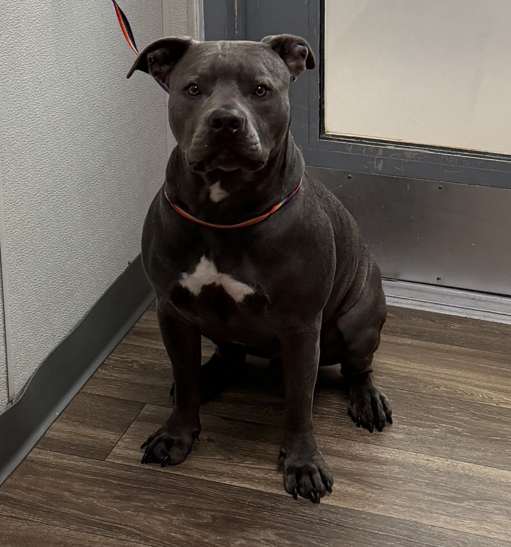 Shelter Stray Male Dog last seen Not Provided., El Cajon, CA, 92020, 5500 Gaines St, San Diego, CA 92110, USA