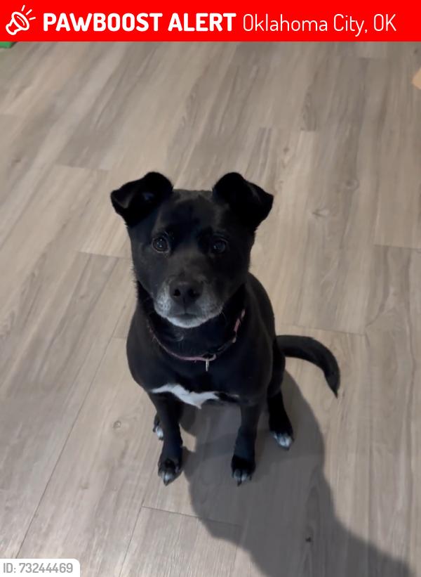 Lost Female Dog last seen down the road from Casey's, Oklahoma City, OK 73116