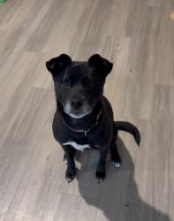 Lost Female Dog last seen down the road from Casey's, Oklahoma City, OK 73116