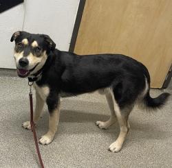 Shelter Stray Male Dog last seen Near Poway Road, Poway, CA, 92064, Escondido, CA 92027, USA