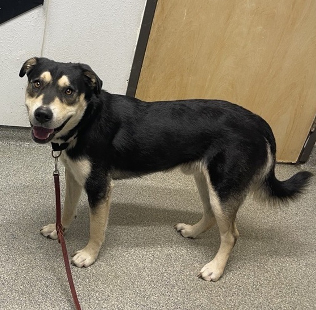 Shelter Stray Male Dog last seen Near Poway Road, Poway, CA, 92064, Escondido, CA 92027, USA