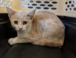 Shelter Stray Male Cat last seen Chicano Park Boulevard, San Diego, CA, 92102, 5500 Gaines St, San Diego, CA 92110, USA