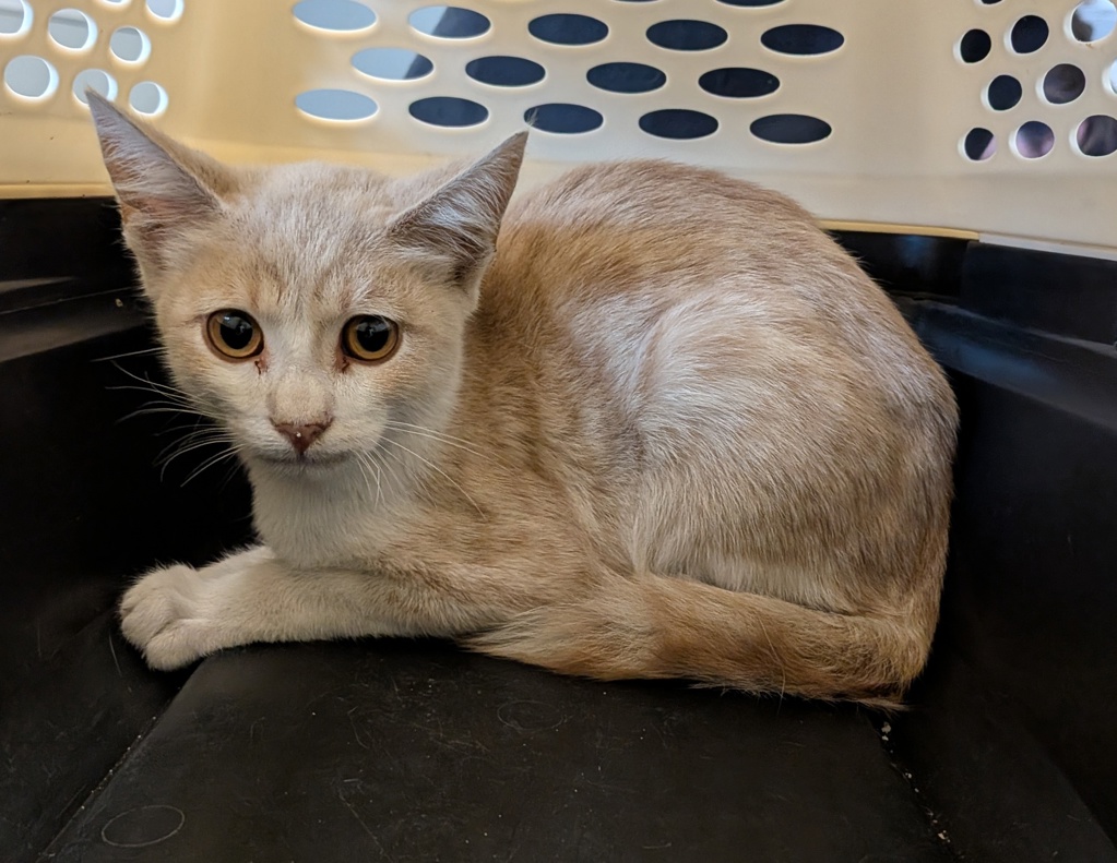 Shelter Stray Male Cat last seen Chicano Park Boulevard, San Diego, CA, 92102, 5500 Gaines St, San Diego, CA 92110, USA