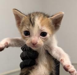 Shelter Stray Female Cat last seen Near Oceanview Boulevard, San Diego, CA, 92113, 5500 Gaines St, San Diego, CA 92110, USA