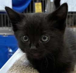 Shelter Stray Male Cat last seen 141st Ave, OR, 1700 W Historic Columbia River Hwy, Troutdale, OR 97060, USA