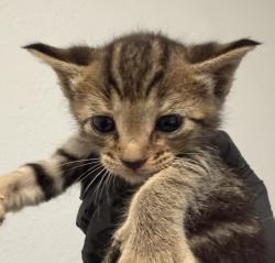 Shelter Stray Male Cat last seen Near Oceanview Boulevard, San Diego, CA, 92113, 5500 Gaines St, San Diego, CA 92110, USA
