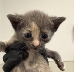 Shelter Stray Female Cat last seen Near Oceanview Boulevard, San Diego, CA, 92113, 5500 Gaines St, San Diego, CA 92110, USA