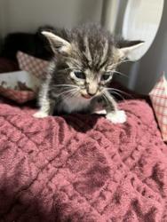 Shelter Stray Unknown Cat last seen Near Nye Street, San Diego, CA, 92111, 5500 Gaines St, San Diego, CA 92110, USA