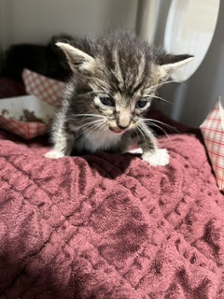 Shelter Stray Unknown Cat last seen Near Nye Street, San Diego, CA, 92111, 5500 Gaines St, San Diego, CA 92110, USA