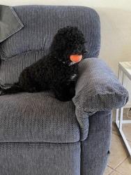 Lost Male Dog last seen Cactus and Elmirage Rd, El Mirage, AZ 85335