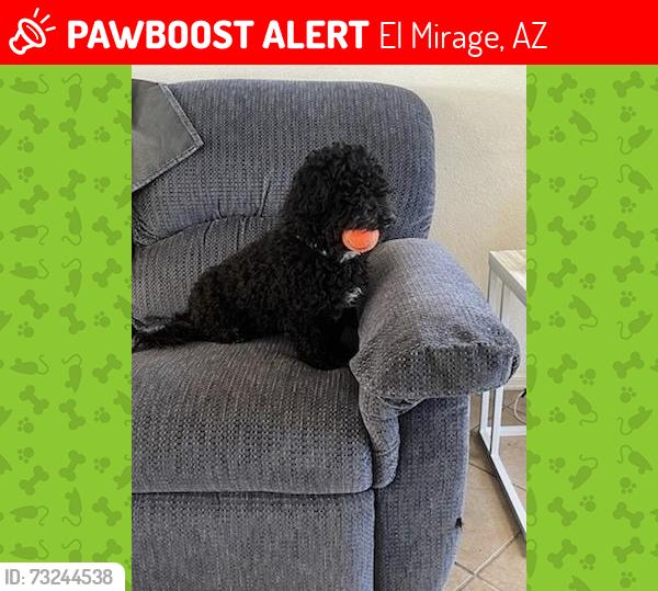 Lost Male Dog last seen Cactus and Elmirage Rd, El Mirage, AZ 85335