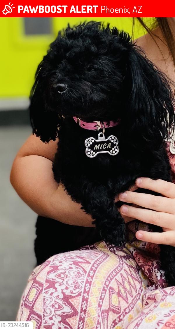 Lost Female Dog last seen Chauncey lane & Princess, Phoenix, AZ 85054