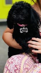 Lost Female Dog last seen Chauncey lane & Princess, Phoenix, AZ 85054