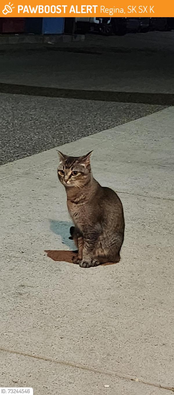 Found/Stray Unknown Cat last seen Co op, Regina, SK S4X 0K7