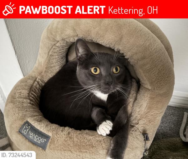 Lost Male Cat last seen Far hills and devonhurst, Kettering, OH 45429