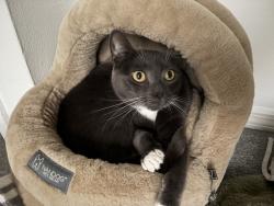 Lost Male Cat last seen Far hills and devonhurst, Kettering, OH 45429