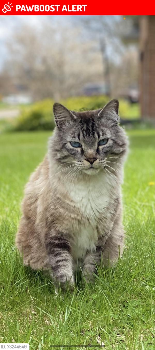 Lost Male Cat last seen Near Mitchell St Ayr, Ont, North Dumfries, ON N0B 1E0