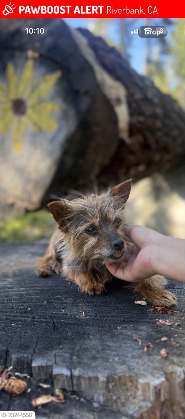 Lost Female Dog last seen Squire wells way and morril rd, Riverbank, CA 95367