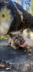 Lost Female Dog last seen Squire wells way and morril rd, Riverbank, CA 95367