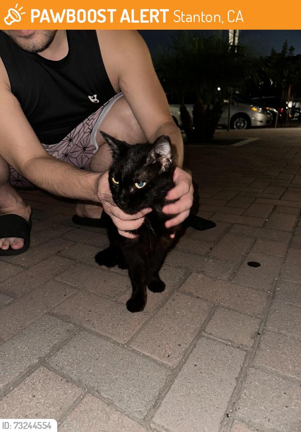 Found/Stray Male Cat last seen Orangewood and beach blvd, Stanton, CA 90680