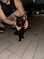 Found/Stray Male Cat last seen Orangewood and beach blvd, Stanton, CA 90680