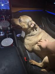 Found/Stray Male Dog last seen Forest preserve and first Ave, Chicago, IL 60634