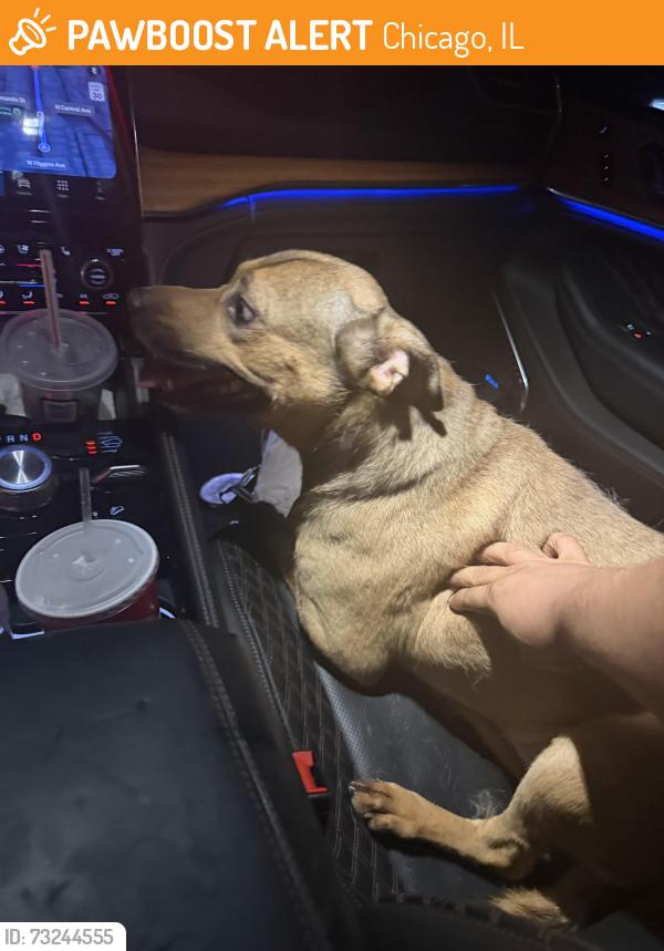 Found/Stray Male Dog last seen Forest preserve and first Ave, Chicago, IL 60634