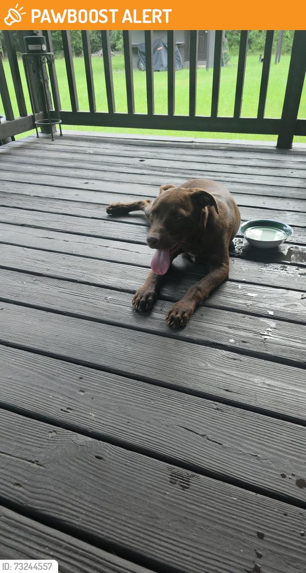 Found/Stray Male Dog last seen Stephanie lane, St. Tammany Parish, LA 70435