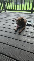 Found/Stray Male Dog last seen Stephanie lane, St. Tammany Parish, LA 70435