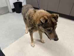 Shelter Stray Male Dog last seen , 14409 Vanowen St, Van Nuys, CA 91405, USA