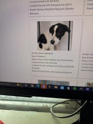 Reunited Male Dog last seen Foothill, Oakland, CA 94601
